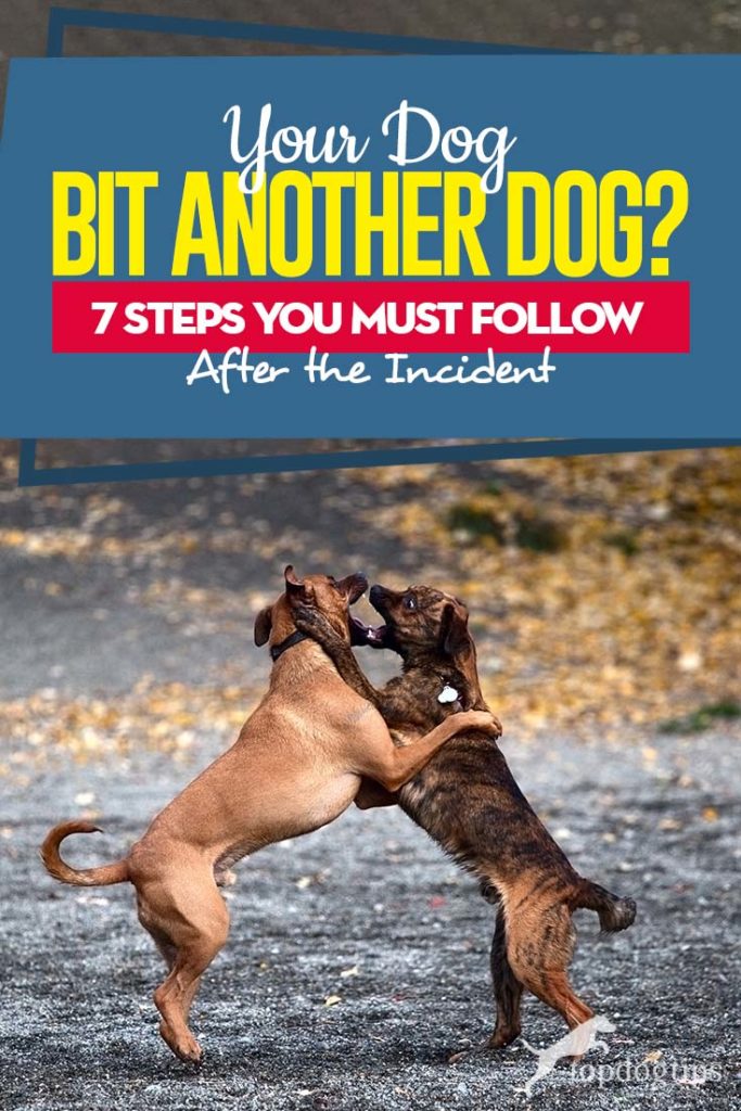 If Your Dog Bit Another Dog - 7 Steps You Must Follow After the Incident