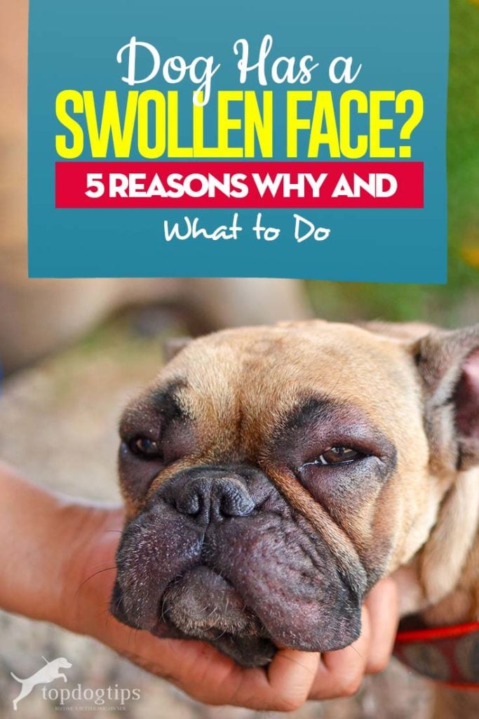 If Your Dog Has Swollen Face - 5 Reasons Why and What to Do