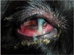 Initial stage of dry eyes in dogs