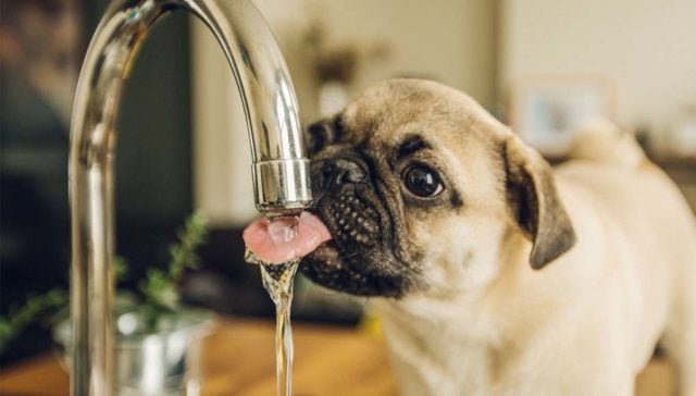 Reasons Your Dog Drinking a Lot of Water