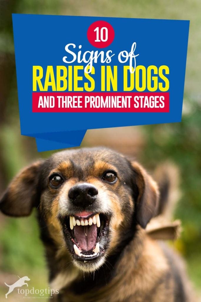 The 10 Signs of Rabies in Dogs and Three Prominent Stages