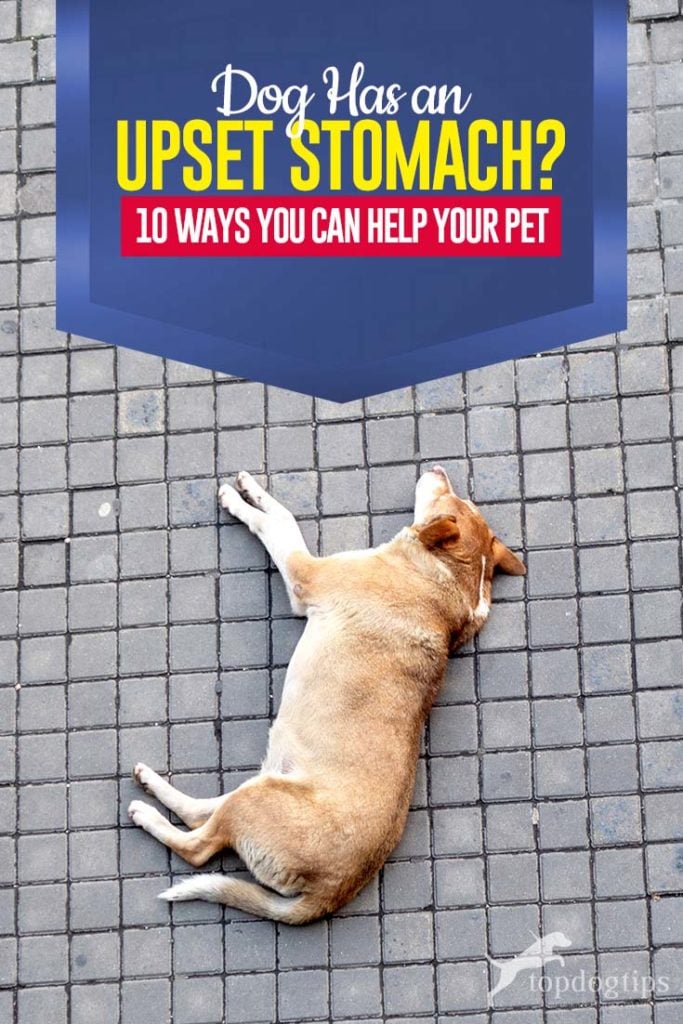 The 10 Ways to Help a Dog with Upset Stomach