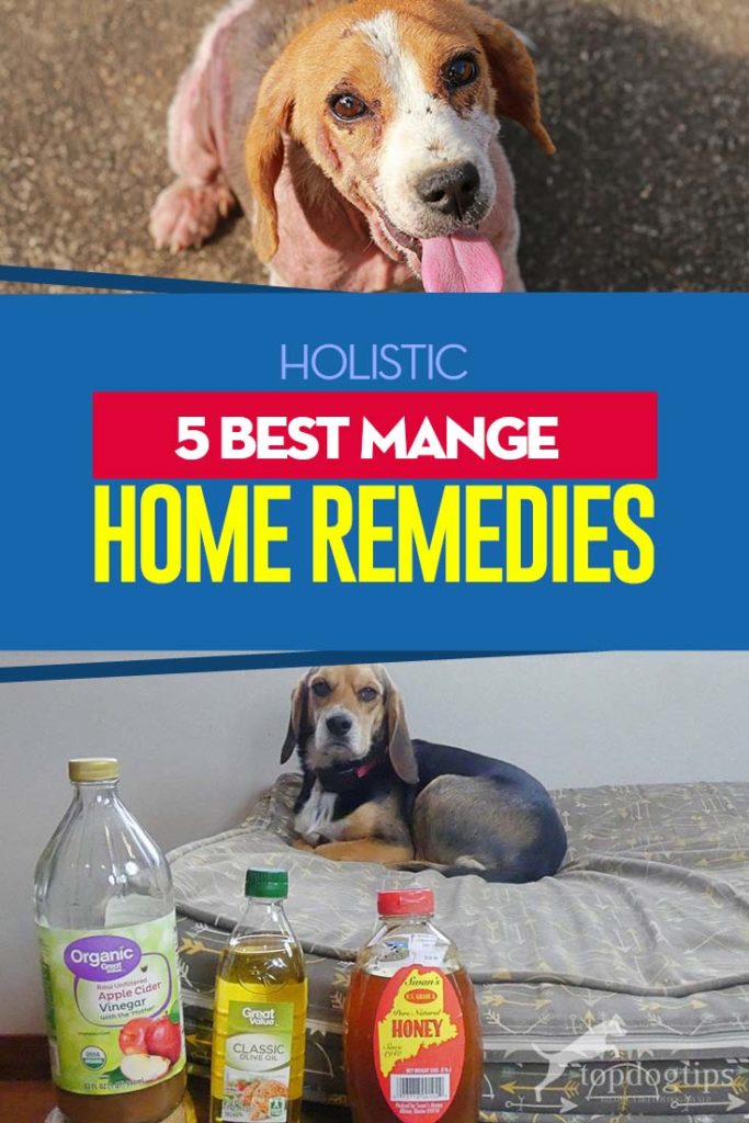 The 5 Best Dog Mange Home Remedies