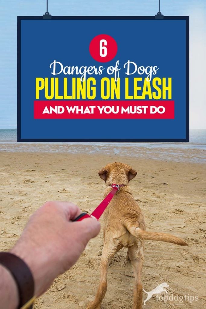 The 6 Dangers of Dogs Pulling on Leash (And What You Must Do)