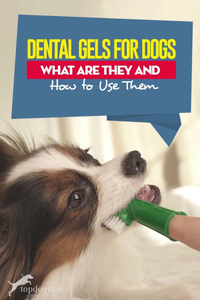 Tips on Dental Gels for Dogs What Are They and How to Use Them