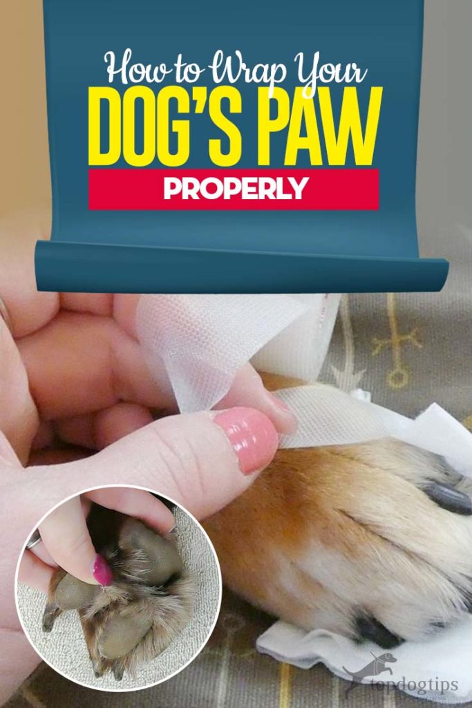 Tips on How to Wrap a Dog's Paw Properly