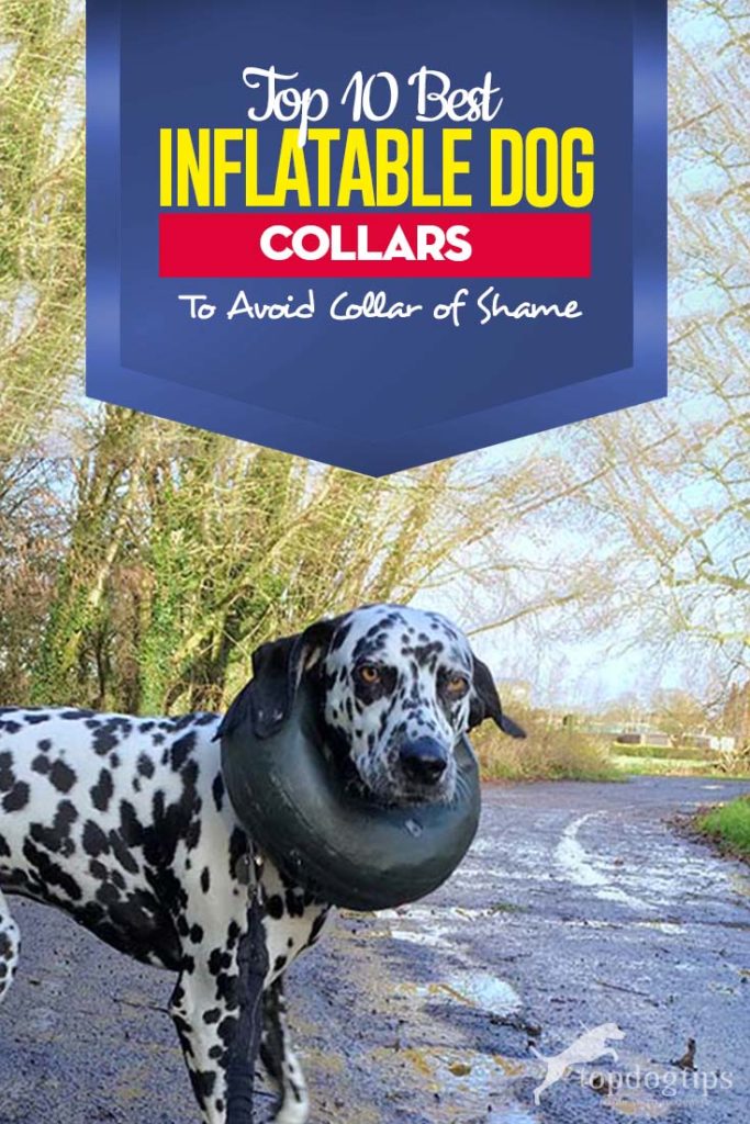 Top 10 Best Inflatable Dog Collars