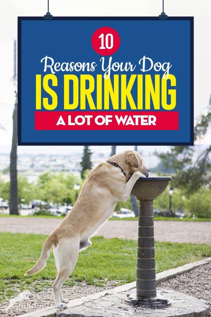 Top 10 Reasons Your Dog Is Drinking a Lot of Water