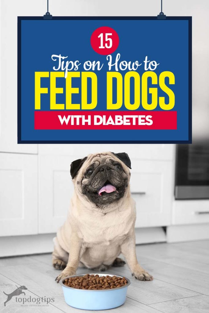 Top 15 Best Tips on How to Feed Dogs with Diabetes