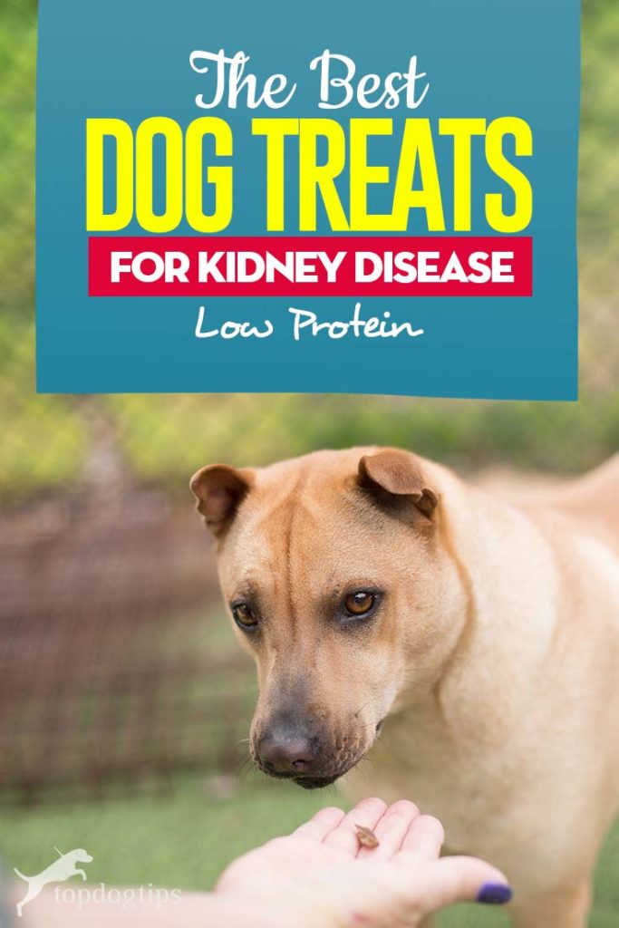 Top 5 Best Dog Treats for Kidney Disease (Low Protein)