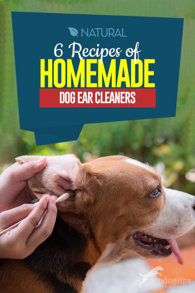 Top 6 Recipes of Homemade Dog Ear Cleaners