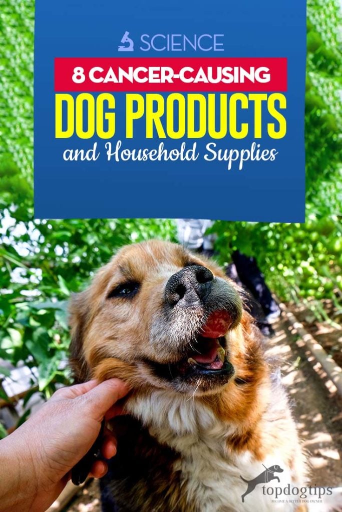 Top 8 Cancer-Causing Dog Products and Household Supplies (Based on Studies)