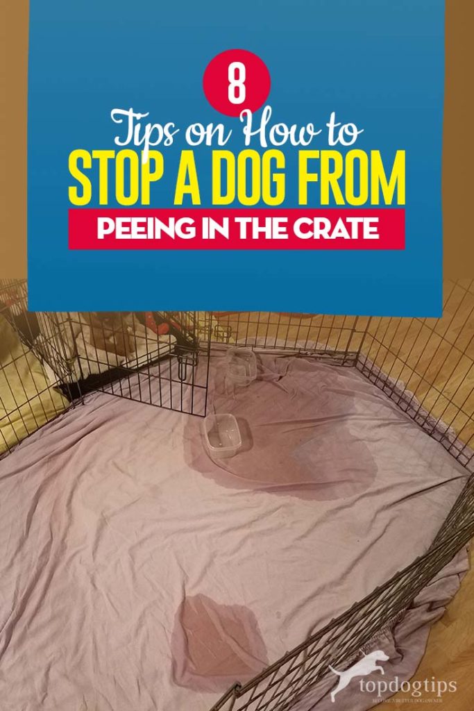 Top 8 Tips on How to Stop a Dog From Peeing in the Crate