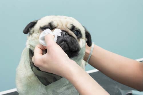 Treatment of Canine Dry Eye