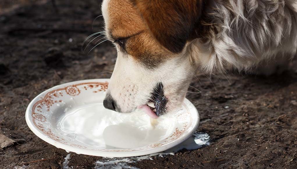 Using Dairy Products in Homemade Dog Food Recipes