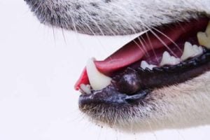 What healthy teeth and gums in a dog should look like