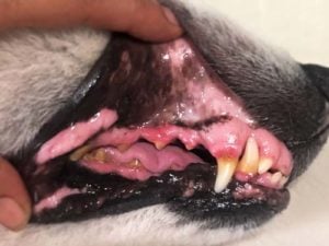 What unhealthy teeth in a dog look like