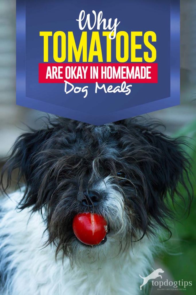 Why Add Tomatoes in Home Cooked Dog Food Recipes