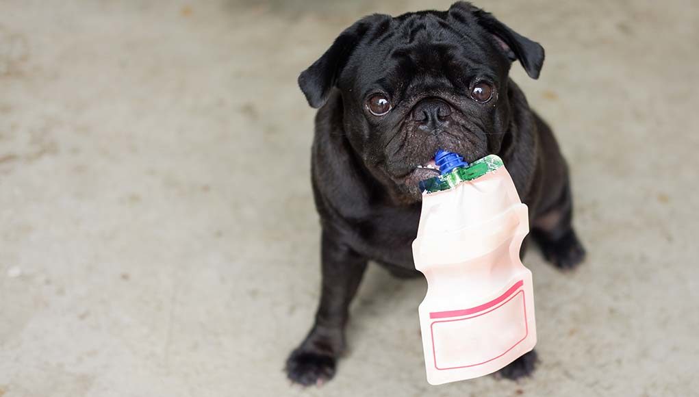 10 Reasons to Give Your Dog Probiotics (Based on Science)