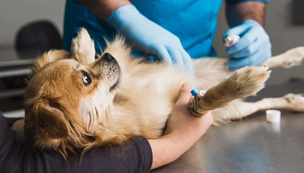 22 Signs and Symptoms That Require an Immediate Vet Visit