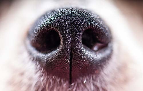 5 Things You Can Do About Your Dog’s Runny Nose