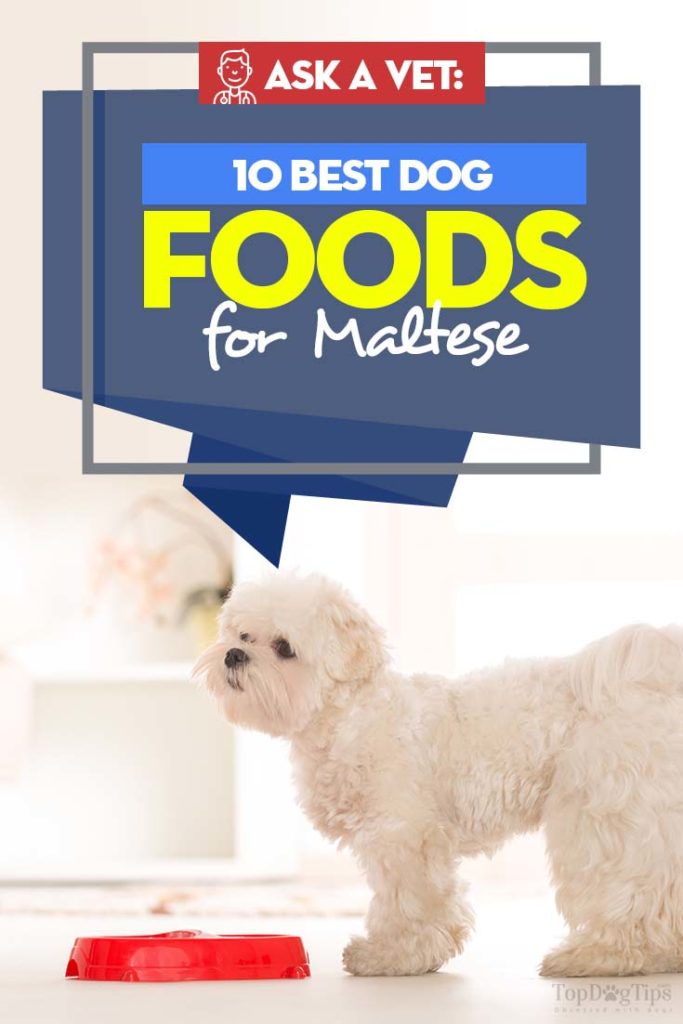 10 Maltese Dog Food Best Recommended by Vets