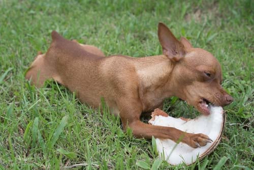 Coconut Oil for Improved Digestion and Coat Health