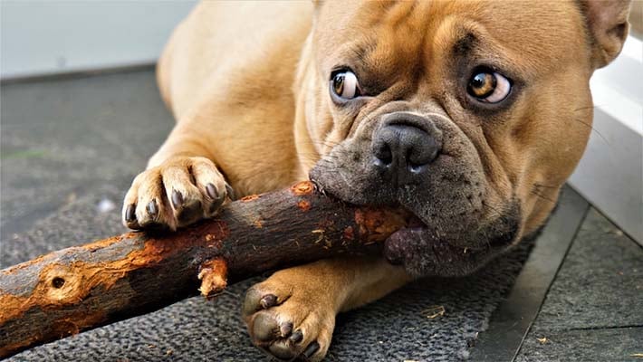 Dog Eating Sticks - Why and What to Do