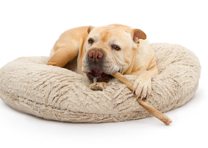 English Bulldog Chewing a Stick