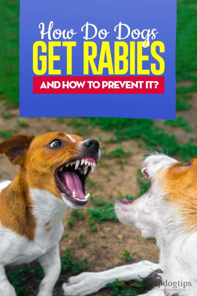 Guide on How Do Dogs Get Rabies and How to Prevent It