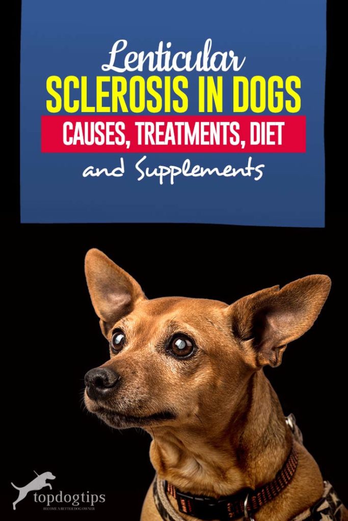 Guide on Lenticular Sclerosis in Dogs - Causes, Symptoms, Treatments, Diet