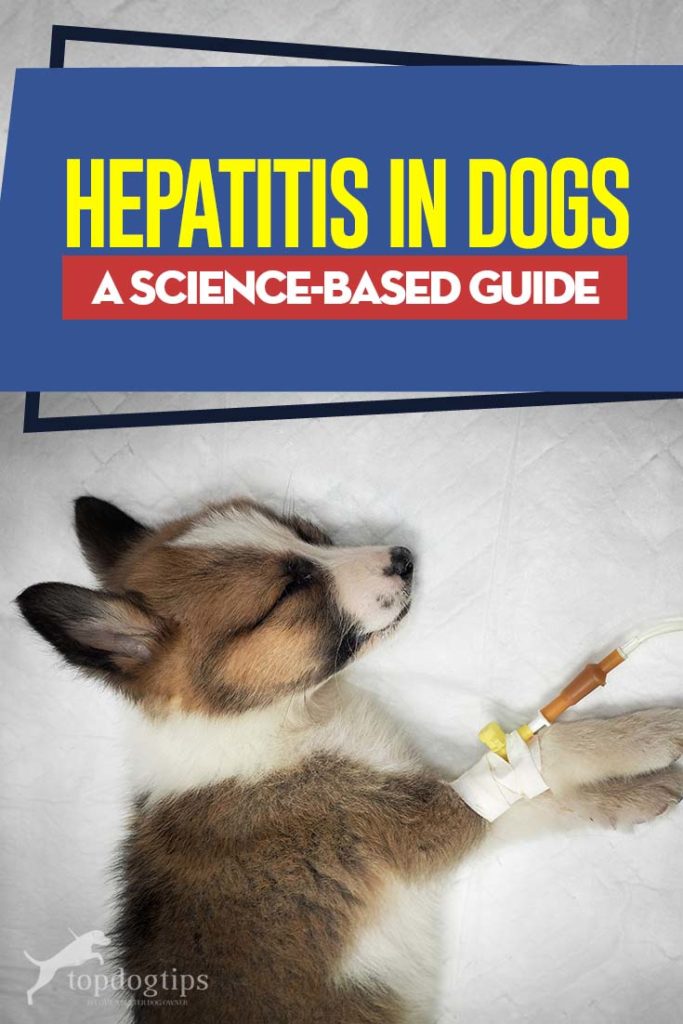 Hepatitis in Dogs - A Science-based Guide