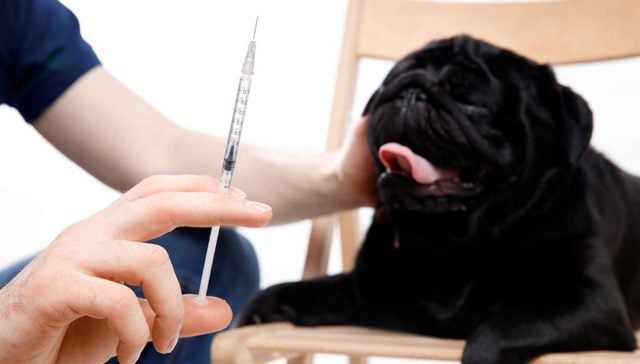 How Long Can a Diabetic Dog Go Without Insulin