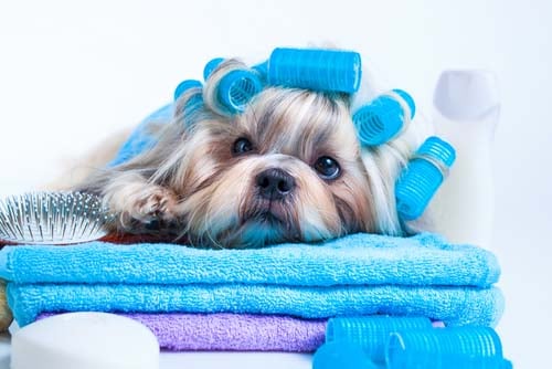 How to Keep Your Dog Smelling Fresh Between Baths