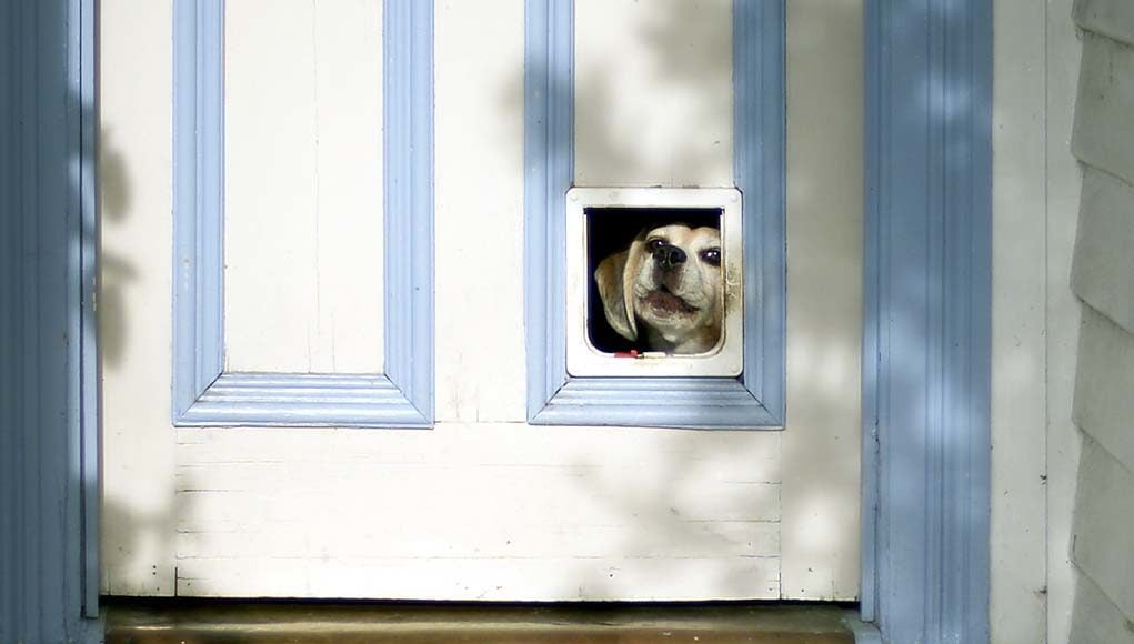 How to Shop for Dog Doors