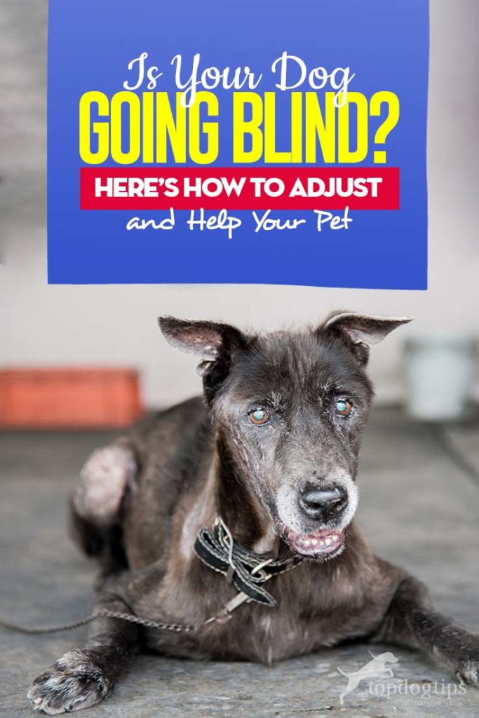 Is Your Dog Going Blind - How to Adjust and Help Your Blind Pet