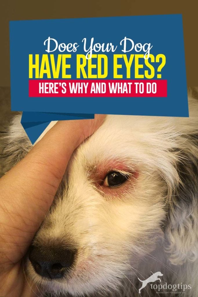 My Dog Has Red Eyes Here's - This Is Why and What to Do