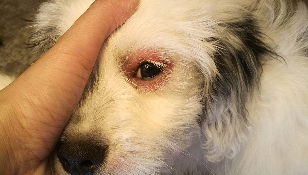 My Dog Has Red Eyes - Here's Why and What to Do