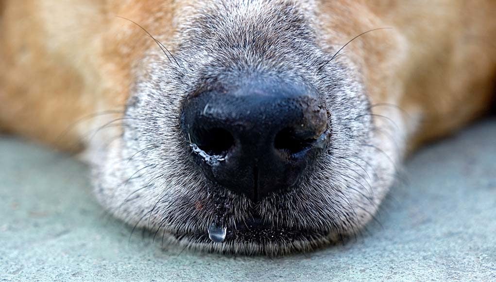 My Dog Has a Runny Nose - 5 Things You Can Do