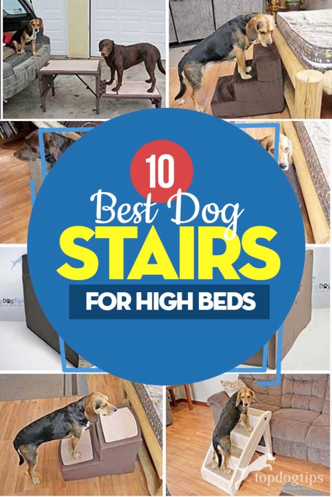 The 10 Best Dog Stairs for High Bed