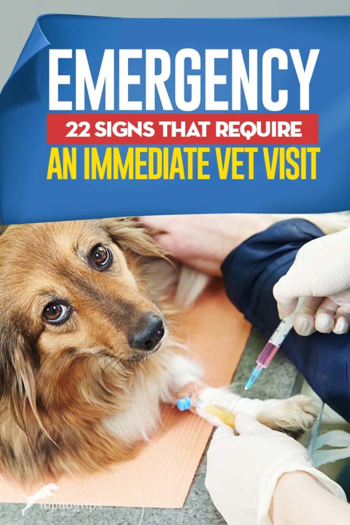 The 22 Signs and Symptoms That Require an Immediate Vet Visit