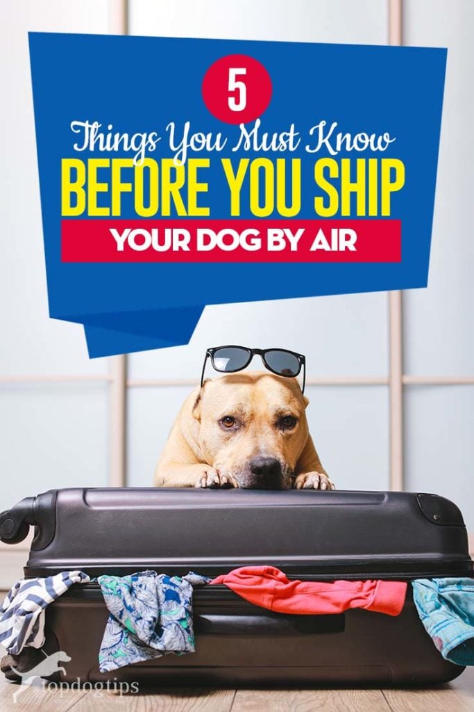 The 5 Things to Know Before Shipping Dogs by Air