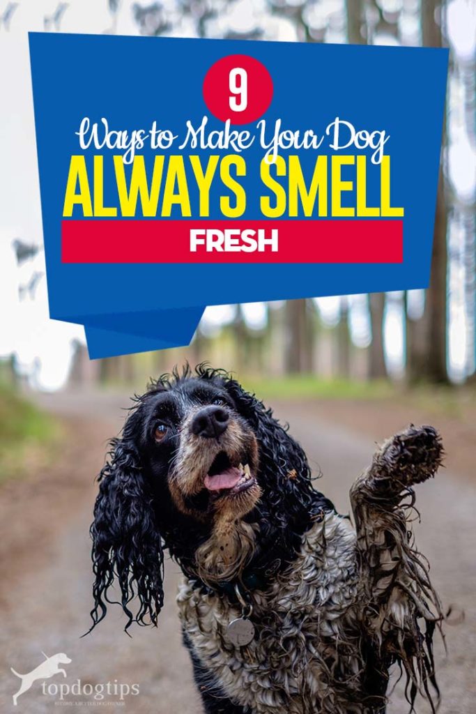 The 9 Ways to Make Your Dog Always Smell Fresh