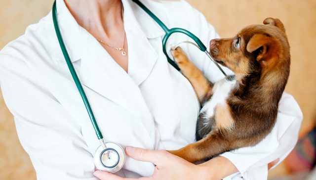 The Best Gifts for Veterinarians featured image