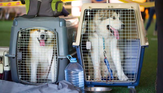 Two dogs, each in crates, getting ready to be shipped by air