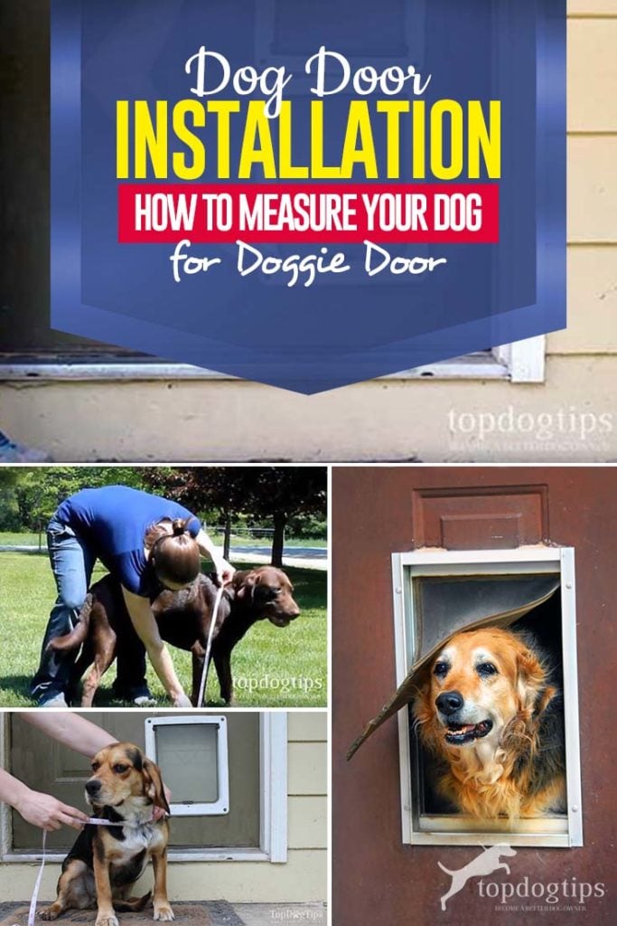 Tips on How to Measure Your Dog for Dog Door Installation