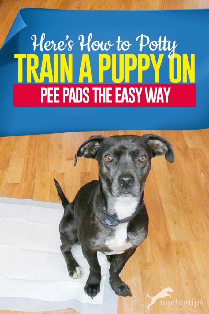 Tips on How to Potty Train a Puppy on Pads