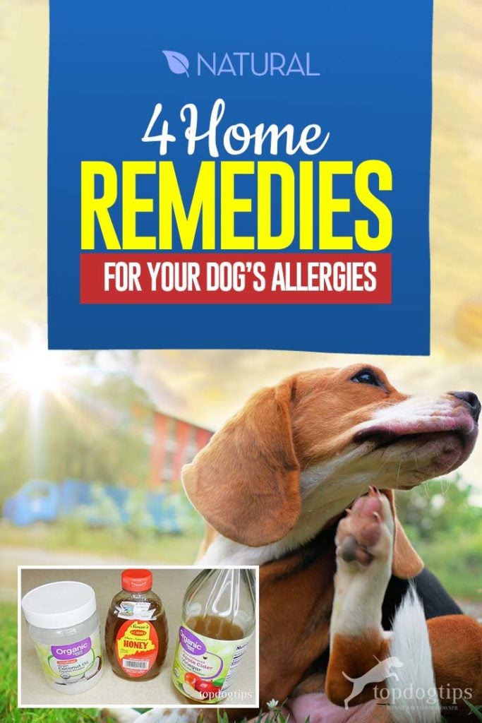 Top 4 Home Remedies for Dog Allergies