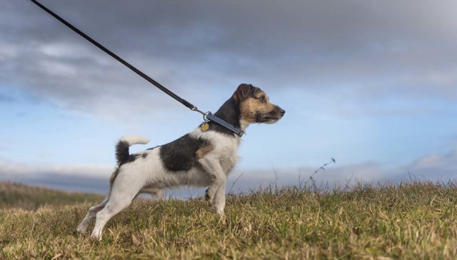 Top 9 Best No Pull Dog Collar Choices