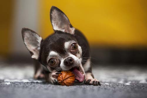 Toxic Nuts for Dogs